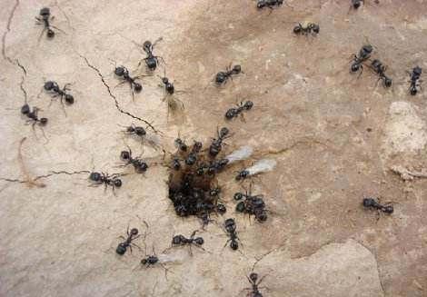 蚂蚁搬家蛇过道的下一句是什么