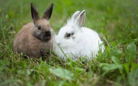 兔子不吃窝边草下一句